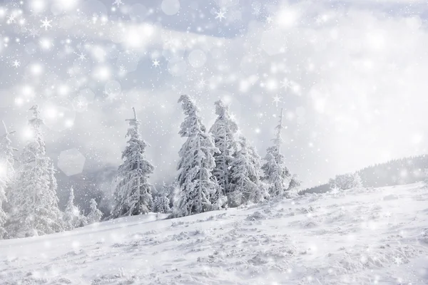 Christmas background with stars and snowy fir trees — Stock Photo, Image