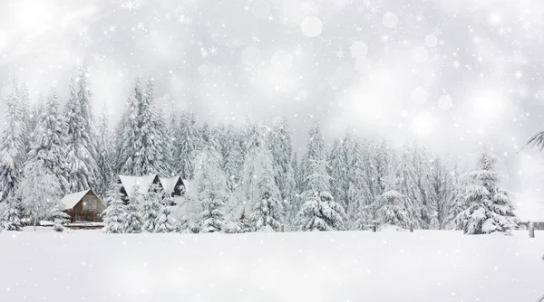 Fondo de Navidad con estrellas y abetos nevados — Foto de Stock