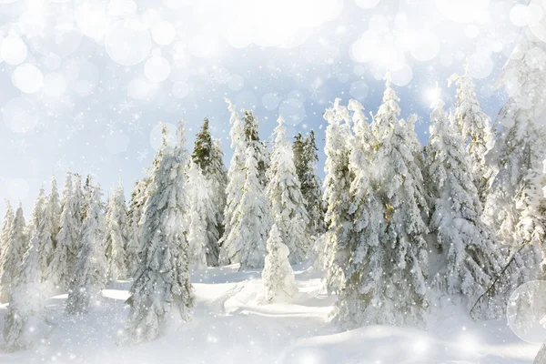 Fond de Noël avec étoiles et sapins neigeux — Photo