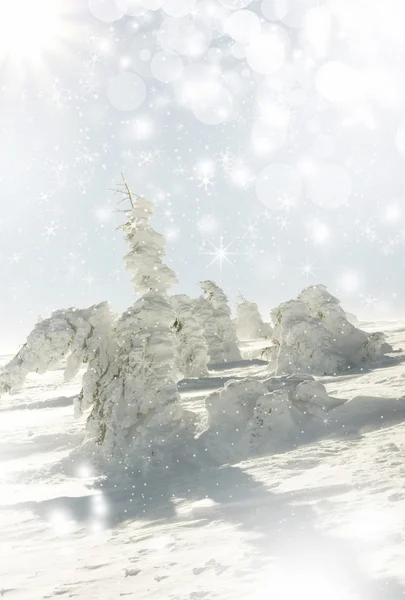 Fondo de Navidad con estrellas y abetos nevados — Foto de Stock