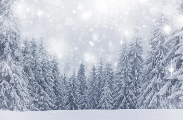 Fundo de Natal com estrelas e abetos nevados — Fotografia de Stock