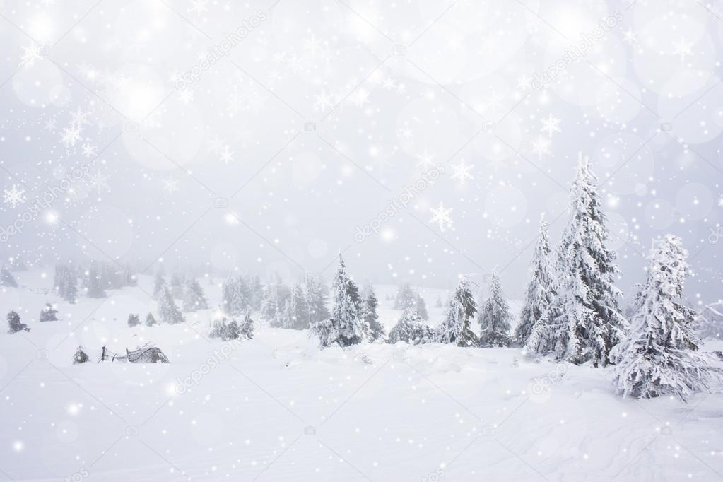 Christmas background with stars and snowy fir trees