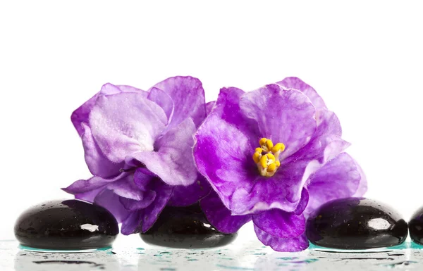 Wellness kameny s květem izolované — Stock fotografie