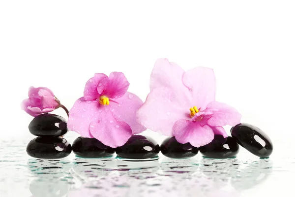 Black spa stones and flower on white — Stock Fotó