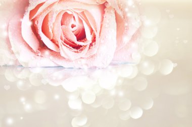 pembe Gül çiy ile kaplı