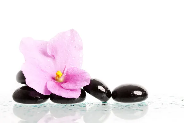 Zwarte spa stenen en bloem op wit — Stockfoto
