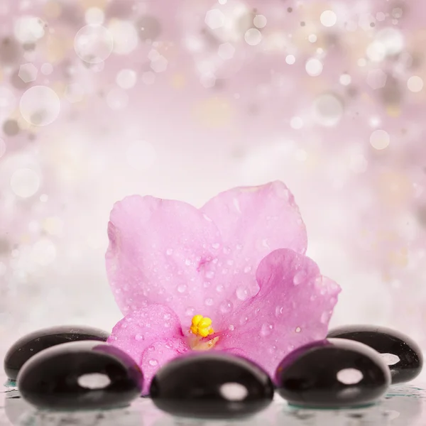 Fekete spa kövek és virág színes háttérrel — Stock Fotó