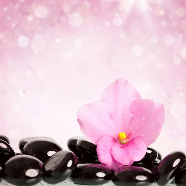 Black spa stones and flower on colorful background — Stock Photo, Image