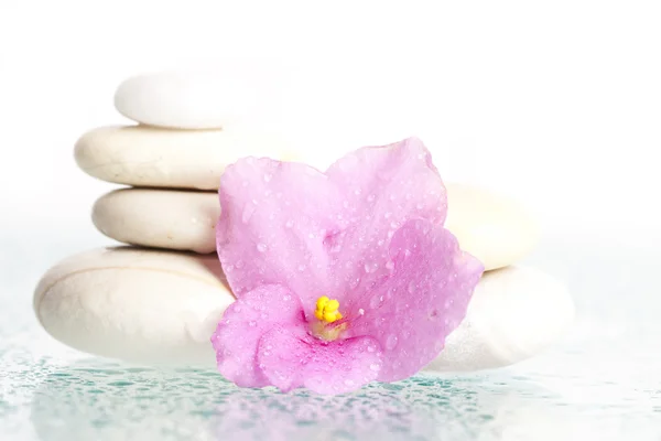 Pedra de spa branca em branco com flor — Fotografia de Stock
