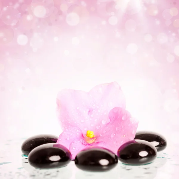 黑色 spa 石头和彩色背景上的花 — 图库照片