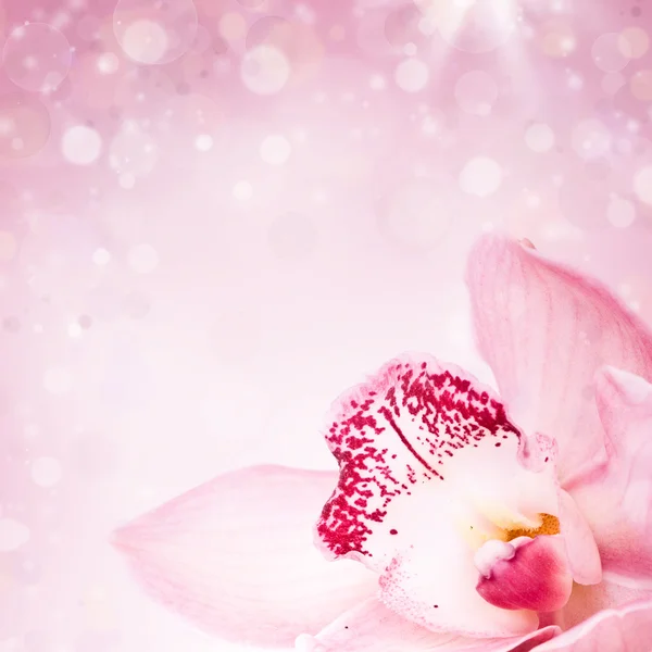 Orchidea rosa su sfondo azzurrato — Foto Stock