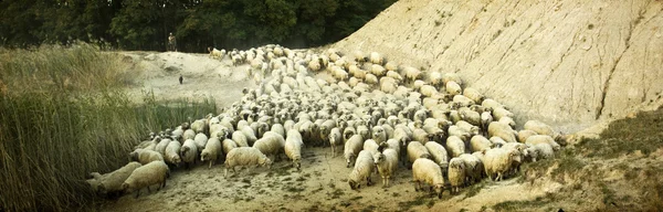 Shepherd with its flock, old photo — Stock Photo, Image