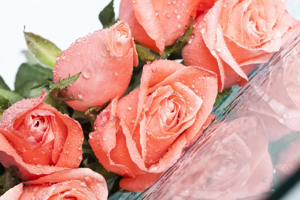 Ροζ τριαντάφυλλα απομονωμένα σε λευκό φόντο — Φωτογραφία Αρχείου