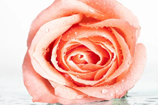 Gros plan sur une rose rose — Photo