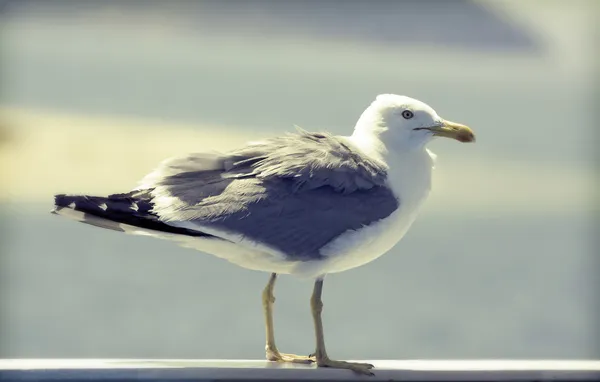 Ruhende Möwe rtistisches Retro-Bild — Stockfoto