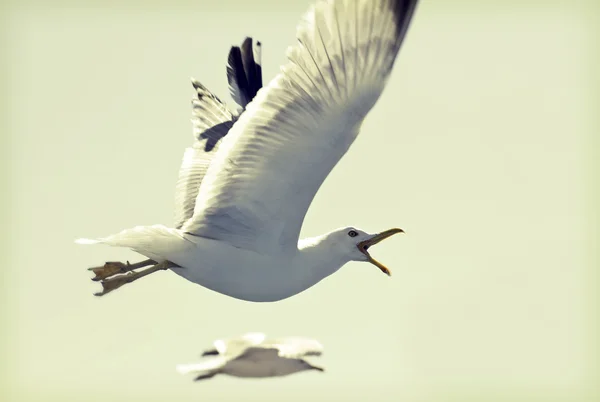 Photo of flying seagulls — Stock Photo, Image