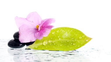 Spa tedavi masaj taşların ve pembe çiçek