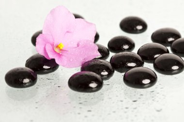 Spa tedavi masaj taşların ve pembe çiçek