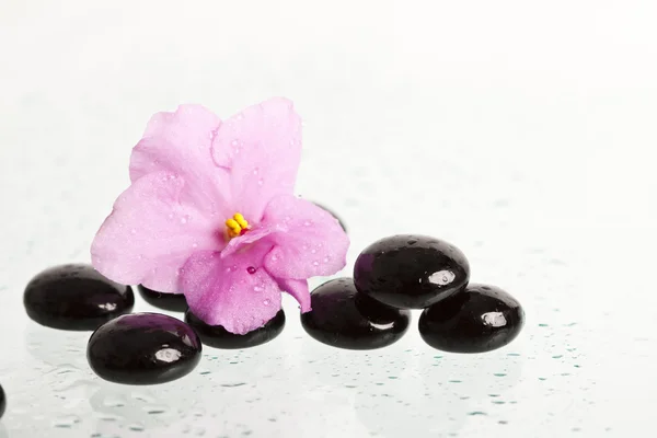 Spa zabieg masażu kamieniami i różowy kwiat — Zdjęcie stockowe