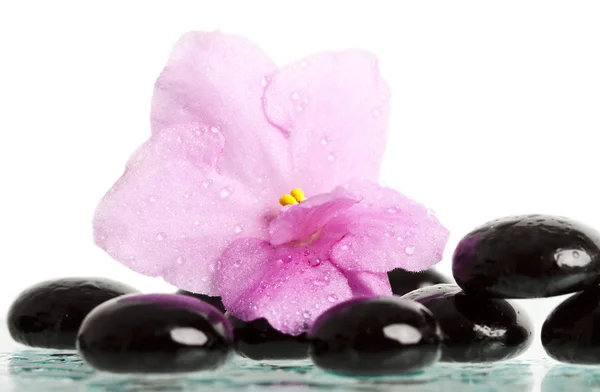 Spa behandling massage stenar och rosa blomma — Stockfoto