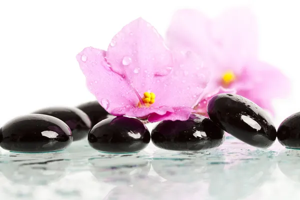 Spa behandling massage stenar och rosa blomma — Stockfoto