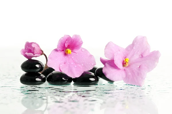 Spa behandling massage stenar och rosa blomma — Stockfoto