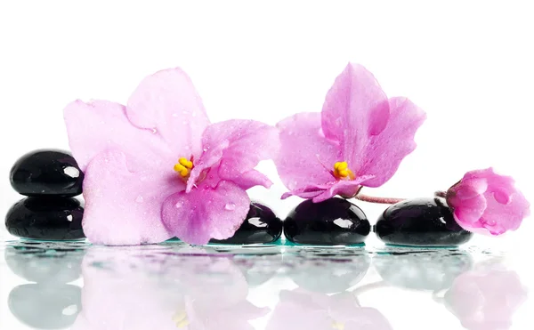 Spa behandling massage stenar och rosa blomma — Stockfoto