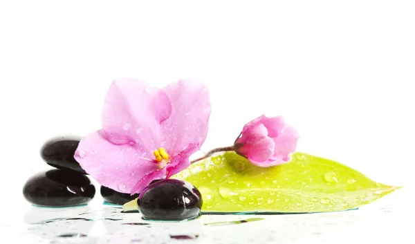 Spa tedavi masaj taşların ve pembe çiçek — Stok fotoğraf
