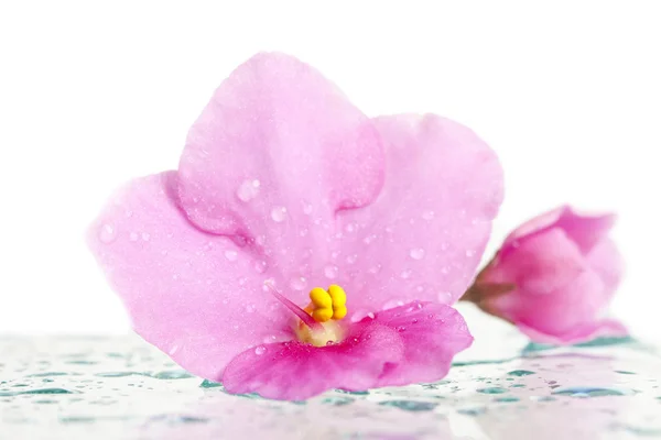 Beautiful pink flower with dew — Stock Photo, Image