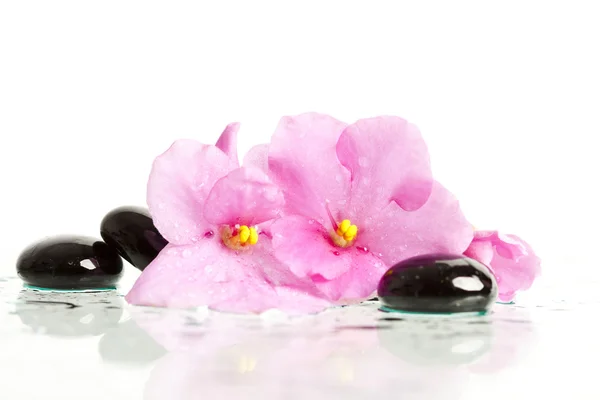 水疗治疗按摩石和粉红色的花 — 图库照片