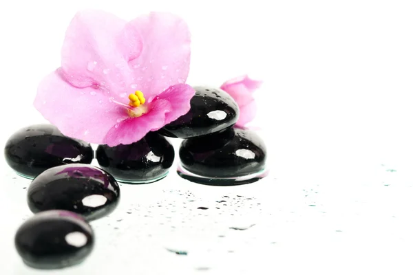 Lázeňské léčby masážní kameny a růžový květ — Stock fotografie
