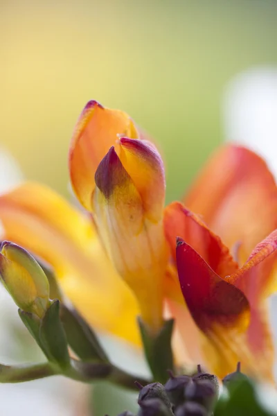 Colorful fresia flowers — Stock Photo, Image