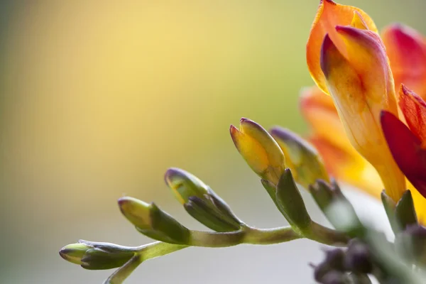 Flores coloridas fresia — Foto de Stock