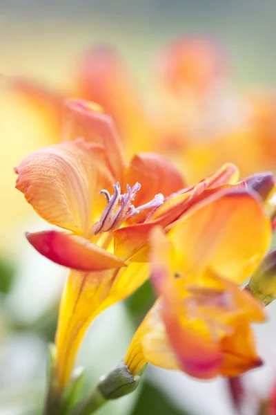 Colorful fresia flowers — Stock Photo, Image