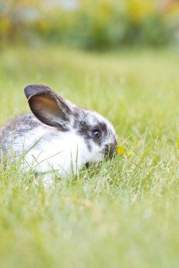 tavşan bebek çim