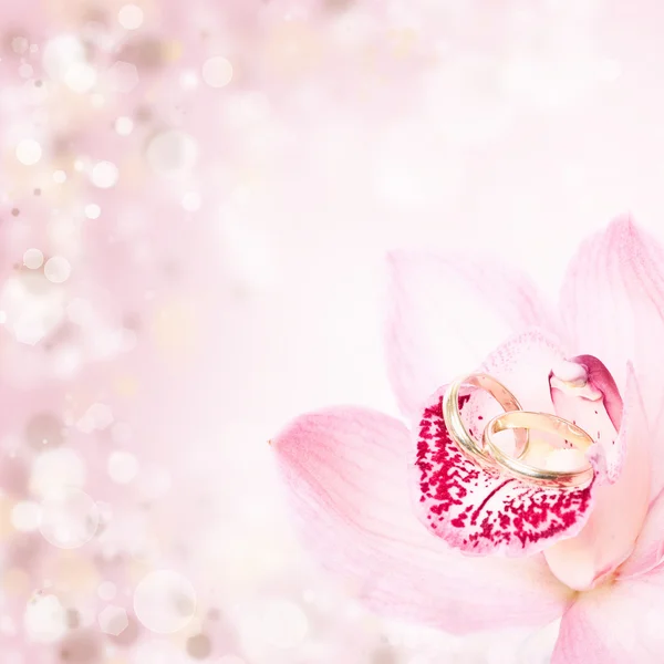 Orchid and wedding rings — Stock Photo, Image