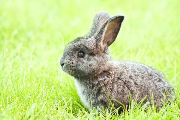 Konijn baby in gras — Stockfoto