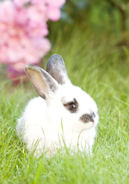 草の中の赤ちゃんウサギ — ストック写真