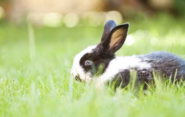 草の中の赤ちゃんウサギ — ストック写真