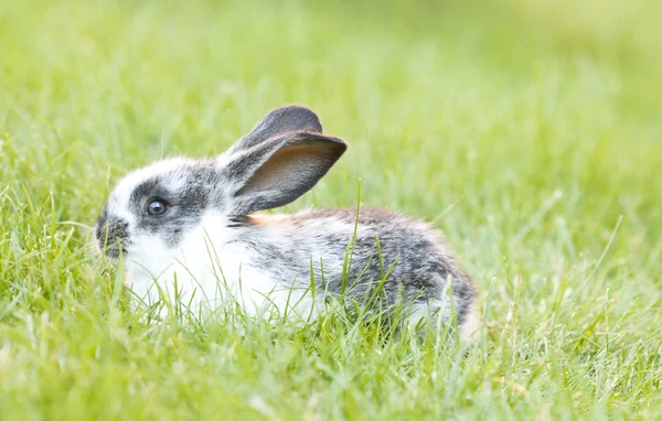 草の中の赤ちゃんウサギ — ストック写真