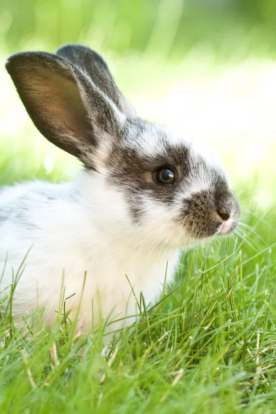 Konijn baby in gras — Stockfoto