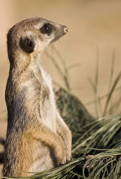 Meerkat — Stock Photo, Image