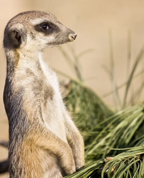 Meerkat — Stock Photo, Image