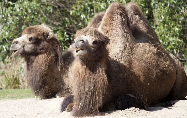 Bactrian Camel — Stock Photo, Image