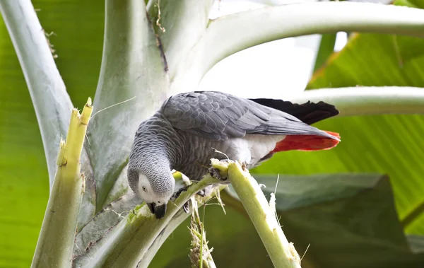 Amazona gris africana —  Fotos de Stock