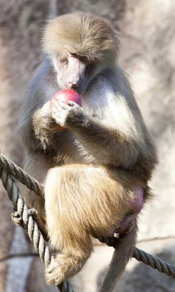 Vriendelijke baviaan — Stockfoto