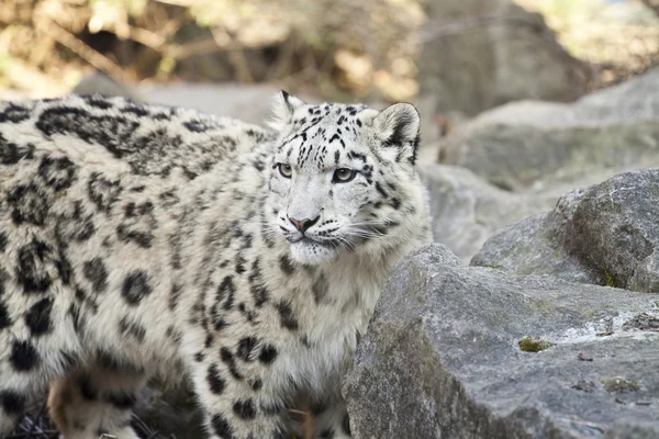 Leopard de zăpadă — Fotografie, imagine de stoc
