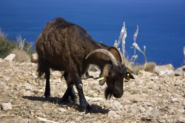 keçi lin Rodos Adası Yunanistan