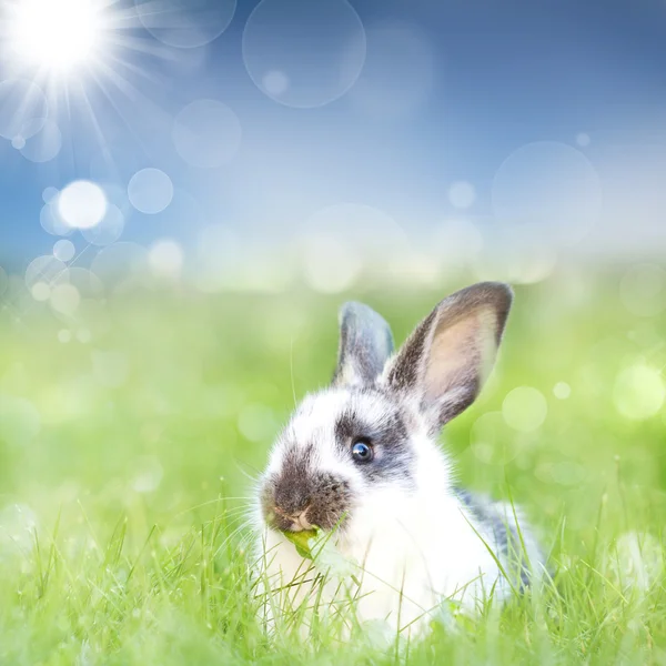 Czarny i biały królik — Zdjęcie stockowe