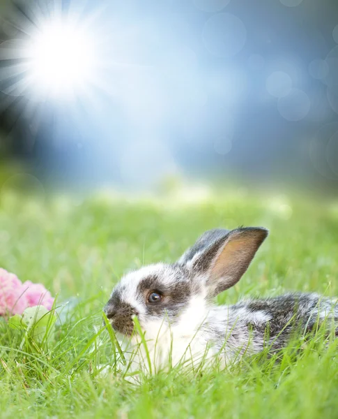 Bunny in weide — Stockfoto